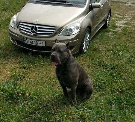 Mercedes-benz B 200 2007г. в рассрочку